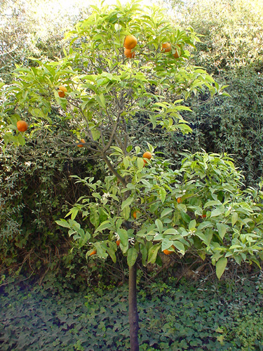 Blueten-und-Fruechte-Naranja
