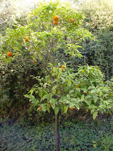 Naranja